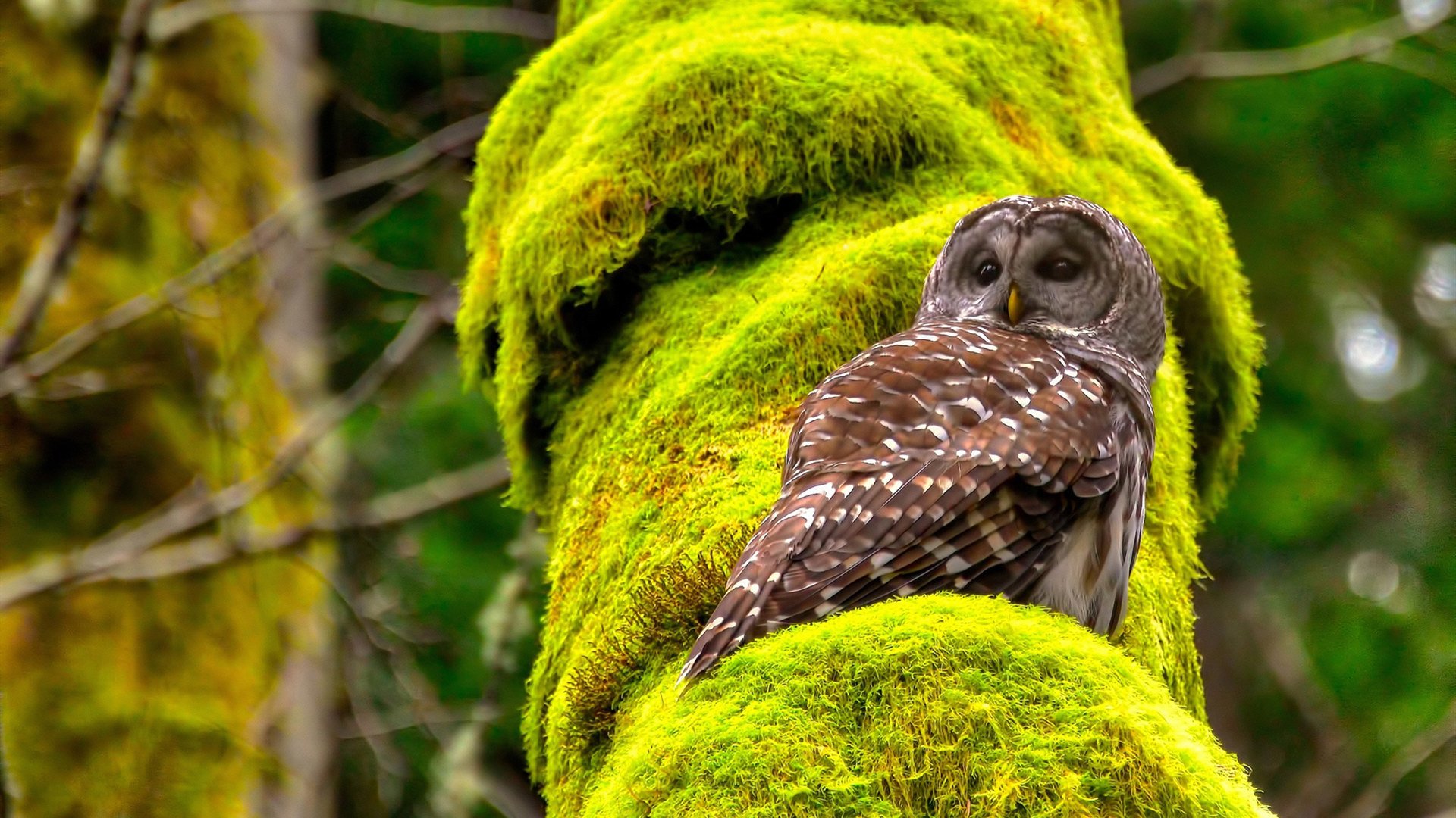 世界杯经典战役的战术解析，世界杯经典战役的战术解析视频