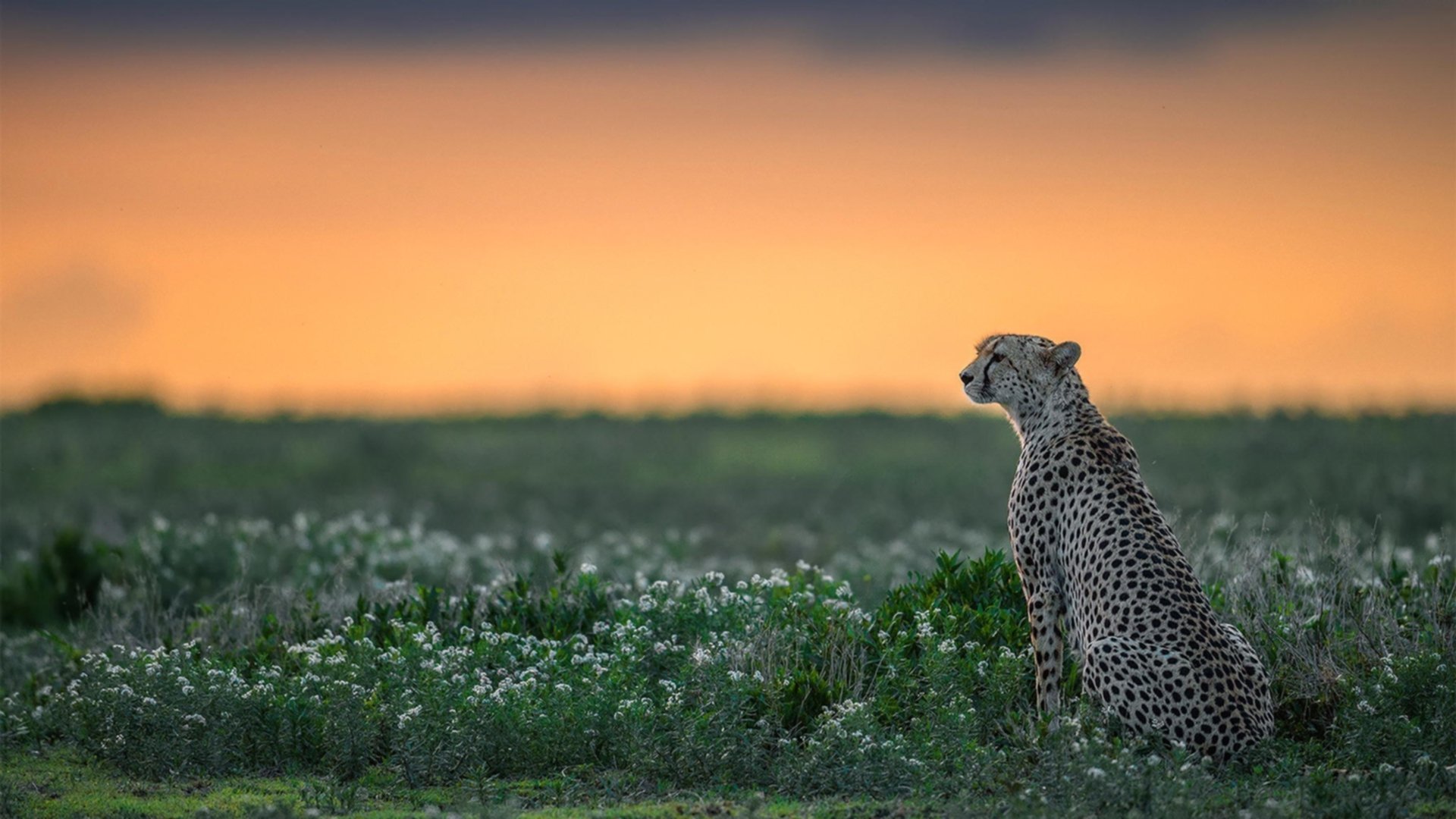 CBA赛季吸引众多球迷关注,cba上赛季各队队员